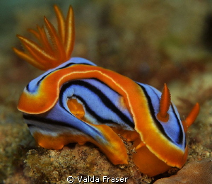 Chromodoris hamiltoni curled up like a cat. by Valda Fraser 